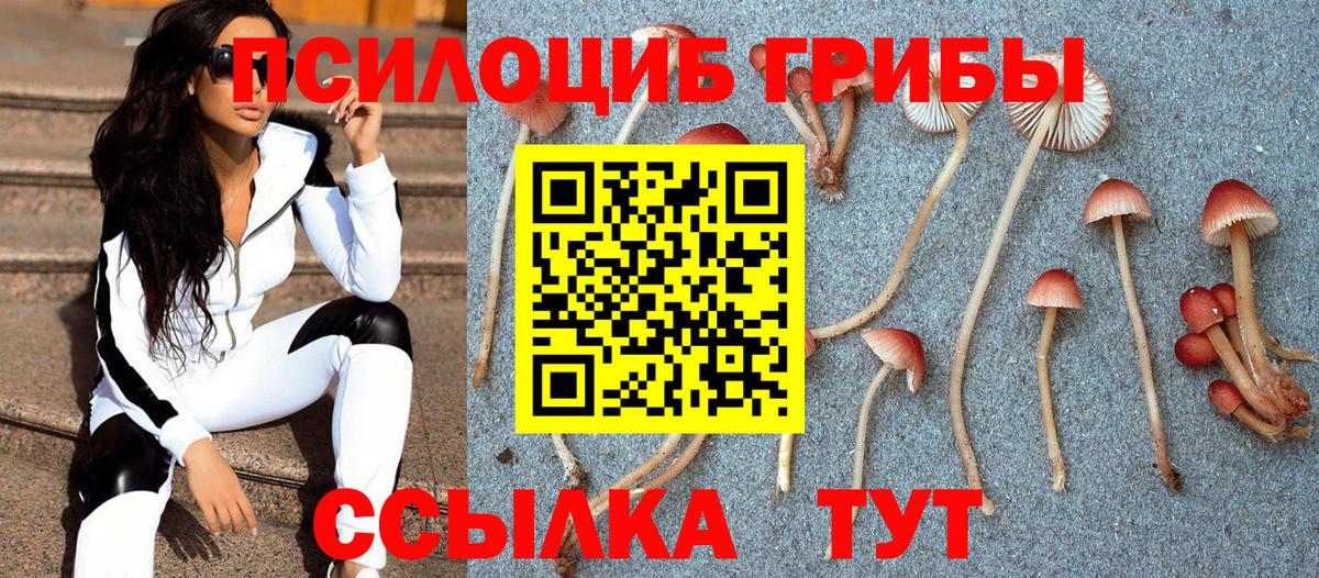 Псилоцибиновые грибы мицелий Черняховск